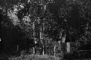 Alberi secolari nel giardino di Ninfa