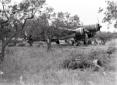 Un bombardiere S-79 fra gli alberi, camp ...